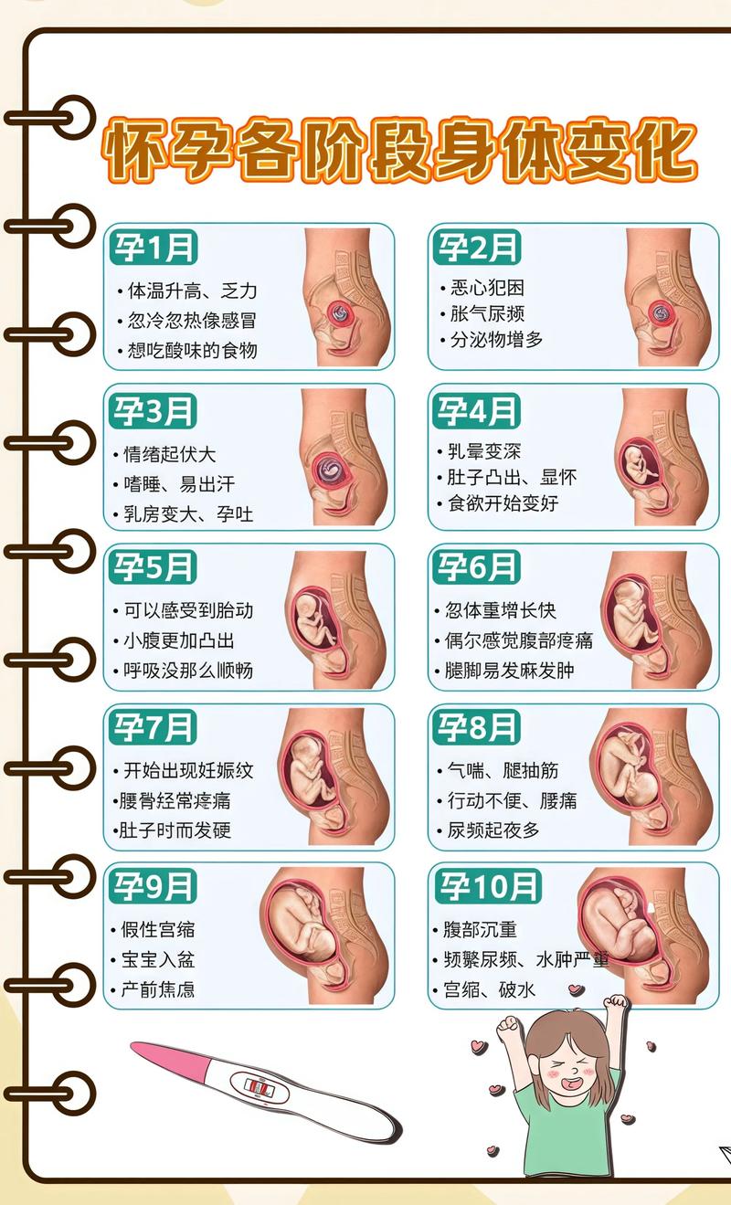 揭秘供卵代孕妈妈怀孕小腹分两节，孕期变化的奥秘铁门关代生机构: